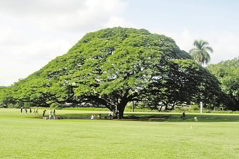  உழைப்பாளி! - தூங்கு மூஞ்சி மரம்