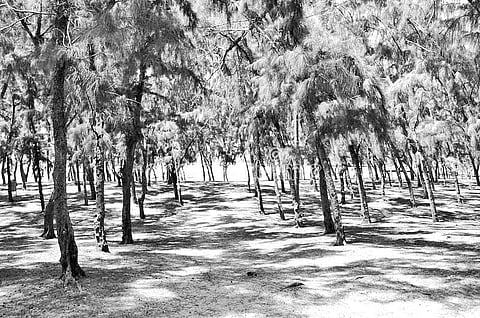 சரிந்து வரும் சவுக்கு சாகுபடி!