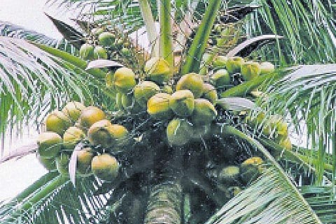 தென்னையில் எலி, மர நாய்களை கட்டுப்படுத்தும் வழிகள்