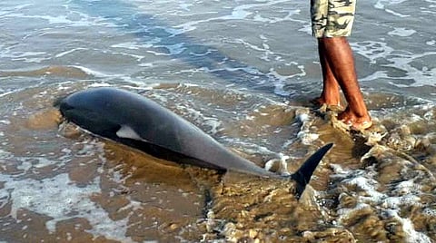 டால்பின்