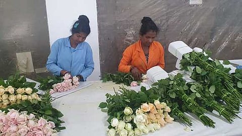 ரோஜா மலா்களை ஏற்றுமதி செய்ய தயாா் செய்யும் பெண்கள்.