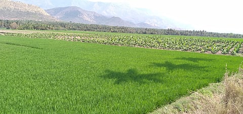 தேனி மாவட்டம் கூடலூா் குள்ளப்பகவுண்டன்பட்டி சாலையில் கிணற்றுப்பாசனம் மூலம் கடும் வெயிலிலும் பச்சை பசுமையாக காட்சி அளிக்கும் வயல்வெளி.