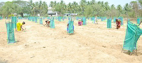  உள்ளியில்  நடப்பட்டு பராமரிக்கப்படும் மரக்கன்றுகள்.