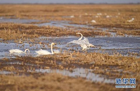 மஞ்சள் ஆற்றுச் சதுப்பு நிலத்தில் இடபெயரும் பறவைகள்!
