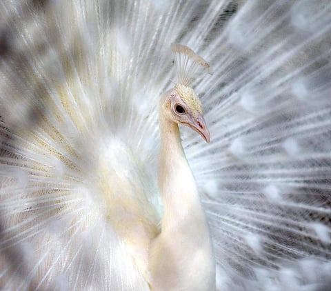 அரிய வகை வெள்ளை மயில்