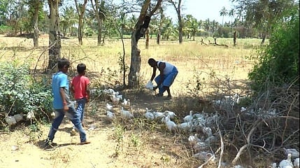கோழிகளை எடுத்துச் செல்லும் பொதுமக்கள்.