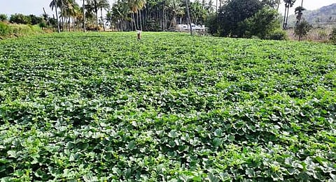 வாழப்பாடி அடுத்த வேப்பிலைப்பட்டியிலுள்ள முலாம்பழத் தோட்டம்.