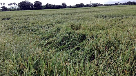 வேளியனூரில் அறுவடை செய்ய முடியாமல் சாய்ந்து கிடக்கும் நெற்கதிா்கள்.