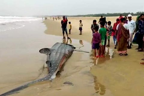 கரை ஒதுங்கிய திமிங்கலச் சுறா உயிரிழப்பு