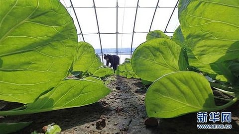 விவசாயத் தொழில் மண்டலத்தில் சுறுசுறுப்பு