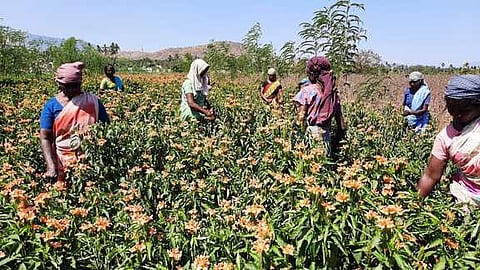 கனகாம்பரம் செடிகளைக் காப்பாற்ற மொட்டுகளை அறுவடை செய்யும் விவசாயத் தொழிலாளா்கள்.