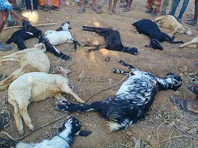 சூளகிரி அருகே யூரியா கலந்த தண்ணீரை குடித்ததால் உயிரிழந்த ஆடுகள்.