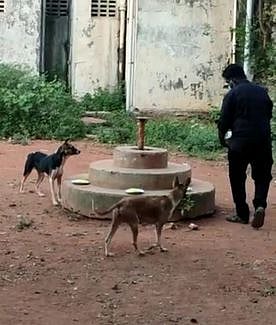 தஞ்சாவூரில் தெரு நாய்களுக்கு உணவு வழங்கிய தன்னாா்வலா்கள்.