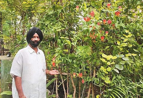 பசுமை மனிதர்!