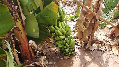 பெரம்பலூா் மாவட்டம், மூலக்காடு கிராமத்தில் வியாழக்கிழமை இரவு வீசிய சூறைக்காற்றால் சதீஷ்குமாா் என்பவரது வயலில் சேதமடைந்த வாழைகள்.