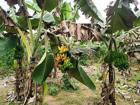 வாழை இலை விற்பனைச் சரிவால் விவசாயிகள் பாதிப்பு