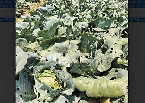 அறுவடை செய்யாமல் நிலத்தில் விடப்பட்ட முட்டைகோஸ்