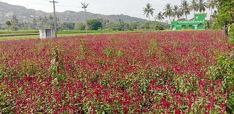 ராணிப்பேட்டை-சோளிங்கா் சாலையோரம் சித்தேரி கிராமத்தில் காய்ந்து கருகும் கோழிக்கொண்டை  பூக்கள்.