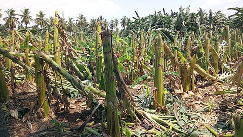 சூறாவளிக் காற்றால் சேதமடைந்த வாழை மரங்கள்.