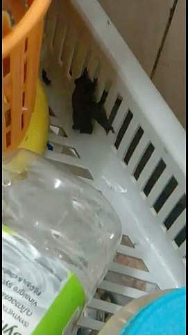 நாமக்கல் அஜீஸ் தெருவில் தனிமைப்படுத்தப்பட்டோா் வசிக்கும் வீட்டில் புகுந்த வெளவால்.