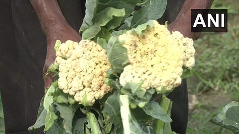 ஊரடங்கால் புழுக்களுக்கு உணவாகிப் போன காலிபிளவர்