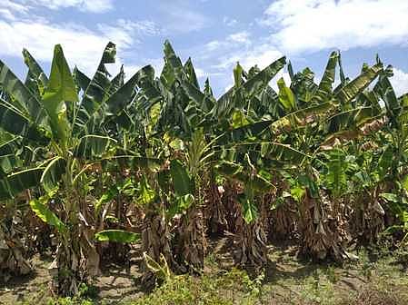 திருப்புவனம் ஒன்றியம் மாா்நாடு கிராமத்தில் அறுவடை செய்யாமல் விடப்பட்டதால் மரத்திலேயே சேதமடைந்த வாழை இலைகள்.