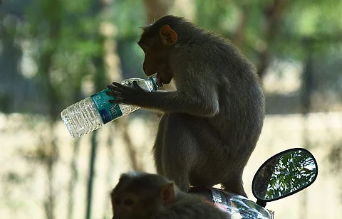 தாகம் தணிக்கும் குரங்கு