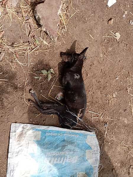 மதுரை புதுக்குளம் பகுதியில் விஷம் வைத்து கொல்லப்பட்ட சமூக நாய்.