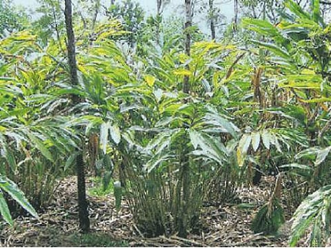 இடுக்கி  மாவட்டத்திலுள்ள ஏலக்காய்  தோட்டம்.