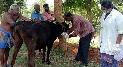 கடையத்தில் கால்நடை நோய்புலனாய்வு அதிகாரி ஆய்வு