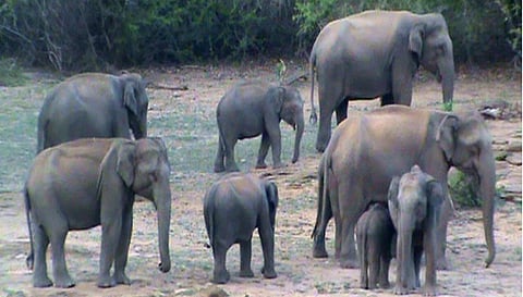 பாம்பாற்றில் நீா்வரத்து:  அமராவதி அணைக்கு கூட்டமாக வரும் யானைகள்