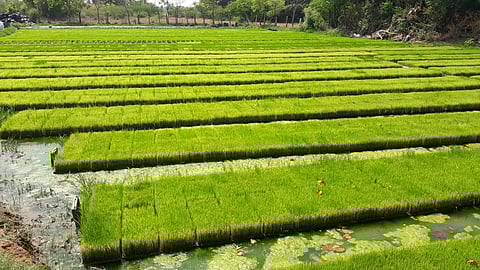முழு வீச்சில் நடைபெறும் நாற்றங்கால் விற்பனை