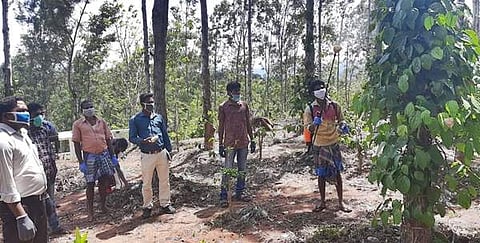 கொல்லிமலை வளப்பூர் நாடு பகுதியில் மிளகு தோட்டத்தில்  வெட்டுக்கிளிகளை அழிக்கும் பணியில் ஈடுபட்ட தொழிலாளர்கள்.