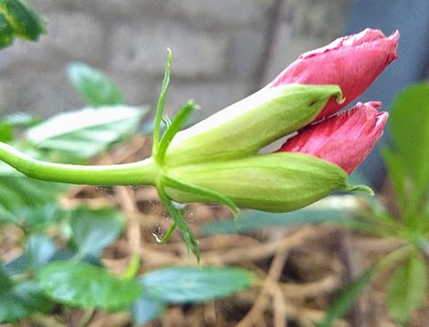 ஒரு கொடியில் இருமலா்கள்.