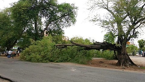 சாலையோரத்தில் முறிந்து விழுந்த புளிய மரம்.