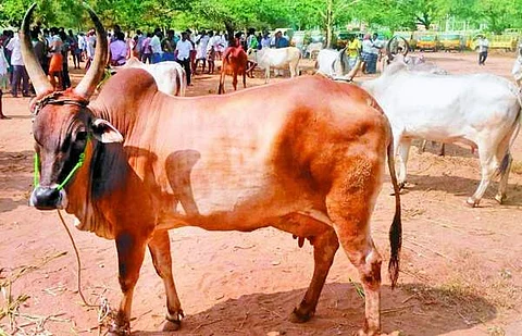 காங்கயம் இன மாடுகள்