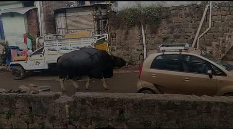 நீலகிரியில் சுற்றித்திரியும் காட்டுமாடு: மக்கள் அச்சம்