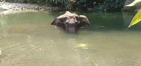 கேரளத்தில் வெடிமருந்து நிரப்பப்பட்ட பழத்தை யானை உட்கொண்டது விபத்துதான்