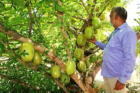 மாந்தோப்புக்கு மத்தியில் செழிப்பாக வளா்ந்த காய்களுடன் திருவோடு மரம். 