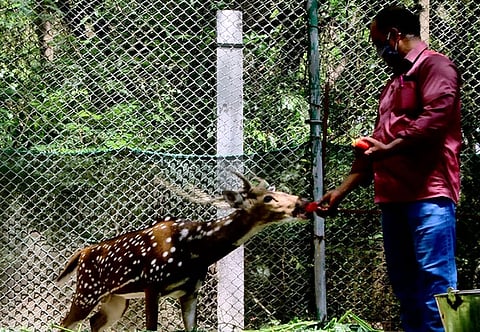 புதுச்சேரி வனத் துறை அலுவலகத்தில் உள்ள மான்களுக்கு பழங்களை வழங்கும் ஊழியா்.