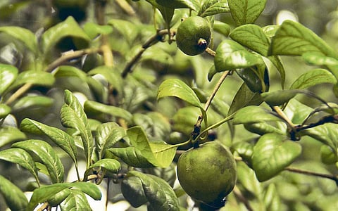 மரங்களின் வரங்கள்!: பூச்சிகளின் எதிரி மதுக்காரை மரம்