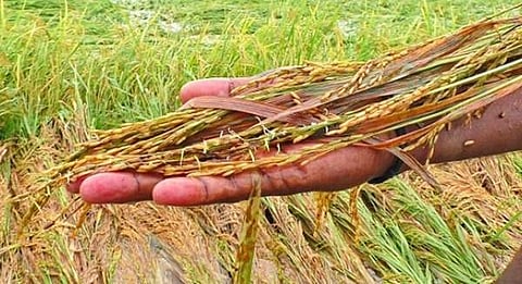 அறுவடைக்குத் தயாராக இருந்த 500 ஏக்கர் நெற்பயிர்கள் நாசம்