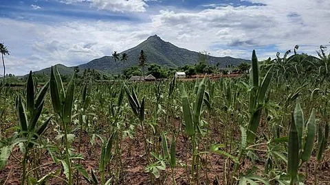 தோட்டத்திலேயே முதிர்ந்து வீணாகும் வெண்டைக்காய்கள்.