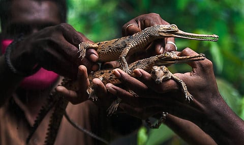 சென்னையில் உள்ள பாம்பு பண்ணை பூங்காவில், புதிதாக பிறந்த முதலைக் குட்டிகள்.