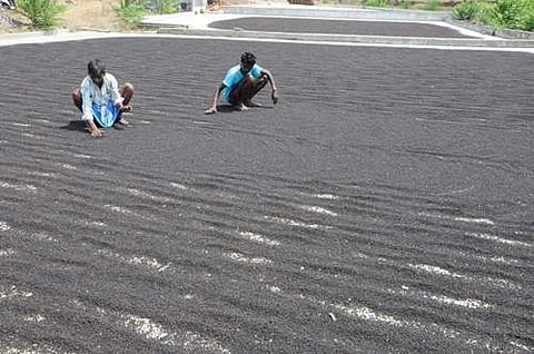 கொல்லிமலை செங்கரையில் அறுவடை செய்த மிளகுகளை வெயிலில் உலர்த்தும் விவசாயிகள்.