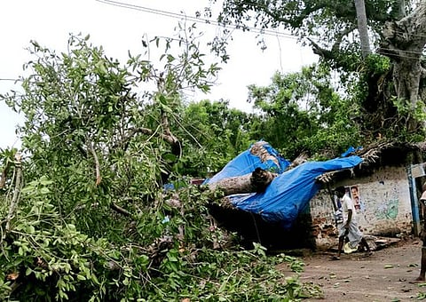 வடமழைமணக்காடு பகுதியில் பெட்டிக்கடையின் கூரை மீது முறிந்து விழுந்து கிடக்கும் ஆலமரக் கிளை.