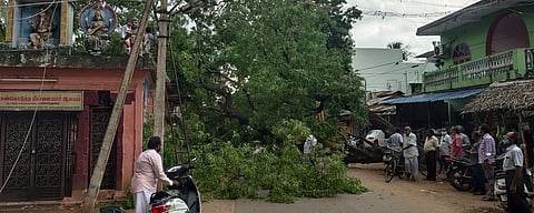 வேரோடு சாய்ந்து விழுந்த வேப்பமரம்.