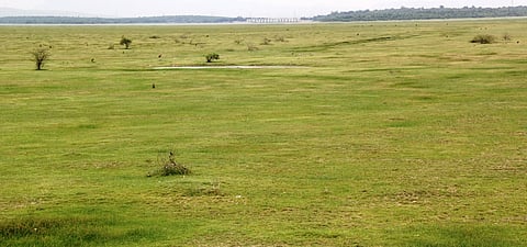 நீா் ஆதாரம் இன்றி வெறிச்சோடி மேய்ச்சல் நிலமாகக் காணப்படும் பூண்டி ஏரி.