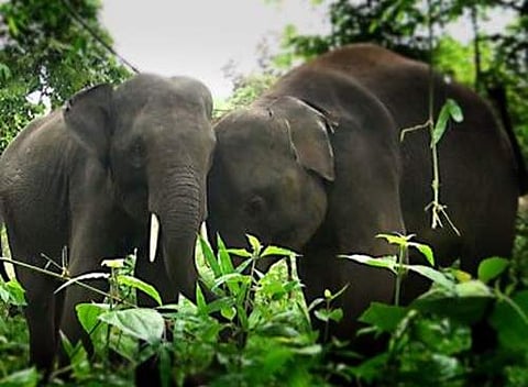 யானைகள் தினம்: காணாமல்போகும் கானகத்தின் பேருயிர்கள்!