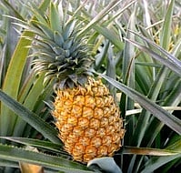 பொது முடக்கத்தால் தேக்கம்: குமரியில் அன்னாசிப் பழங்களின் விலை தொடா் சரிவு